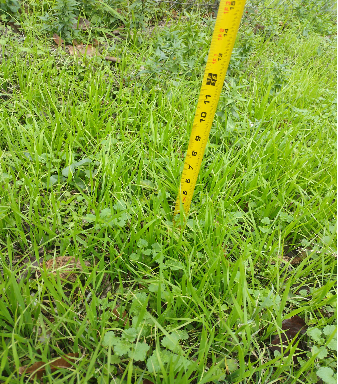 Pro_app_measuring_tape_1.png