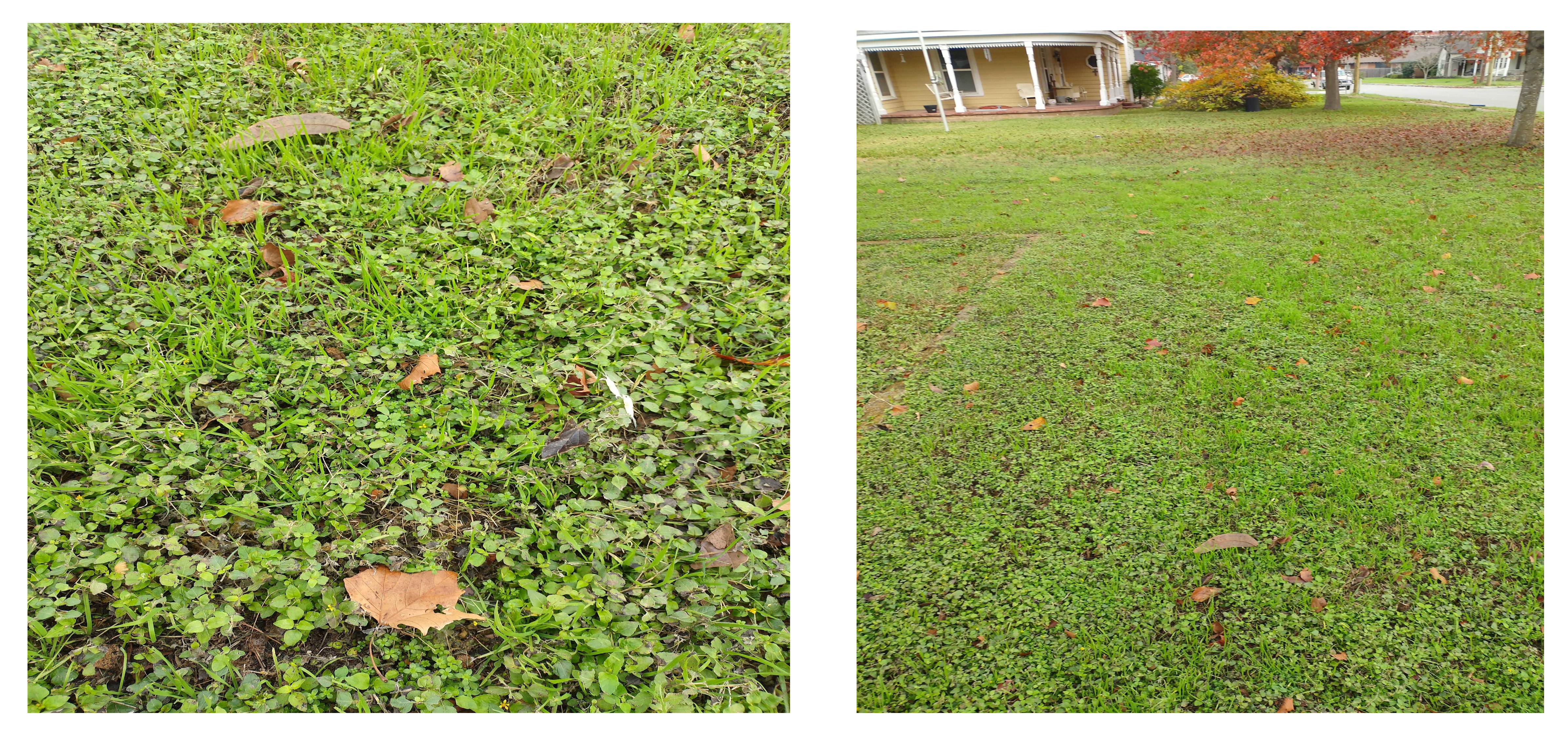 Up_close_photos_comparison_pro_app.png